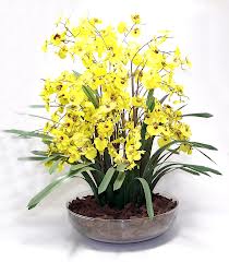 orquidea chuva de ouro